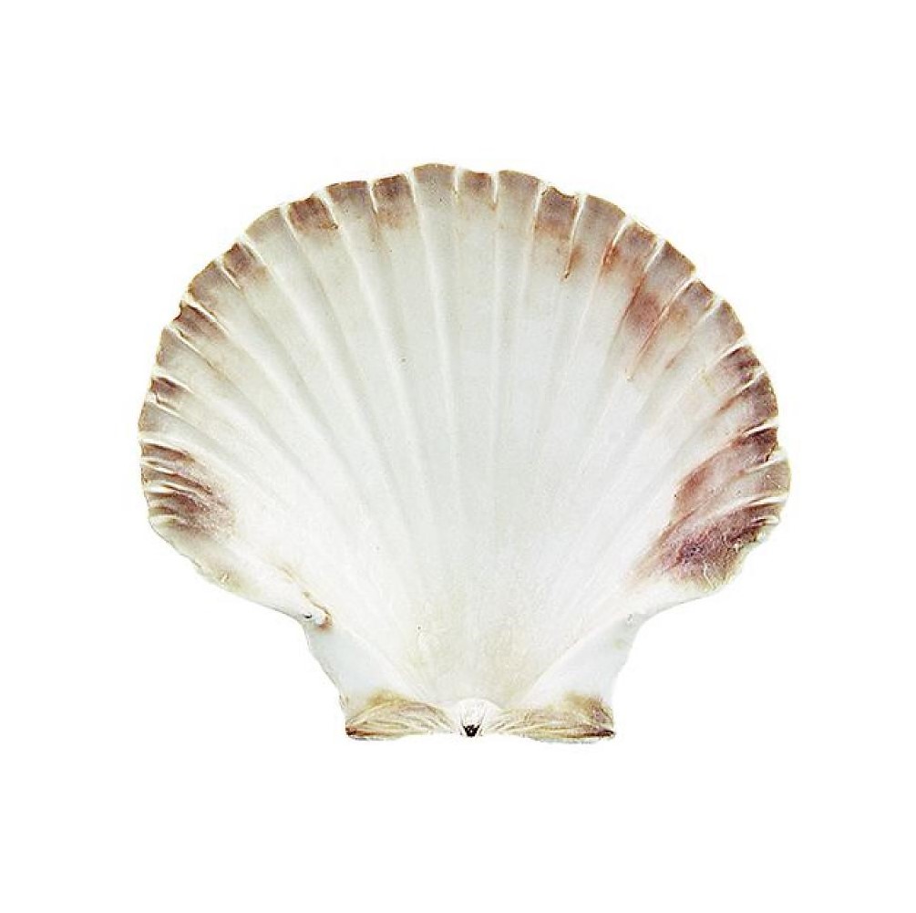 Dekoratív fésűkagyló faszenes füstöléshez vagy gyógynövényes kötegek füstöléséhez az indián tradíció alapján.